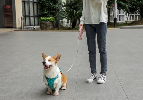 Dog Leash - Image 3